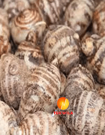 [FRES-1076] Fresh Eddoe / Small Taro (Mukhi) from Bangladesh