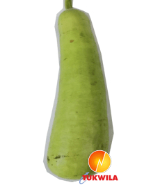 [FRES-1077] Fresh Bottle Gourd (Lotti) from Bangladesh