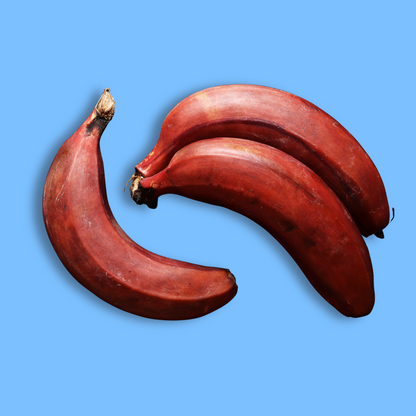 [FRES-2005] Fresh Red Banana from Sri Lanka