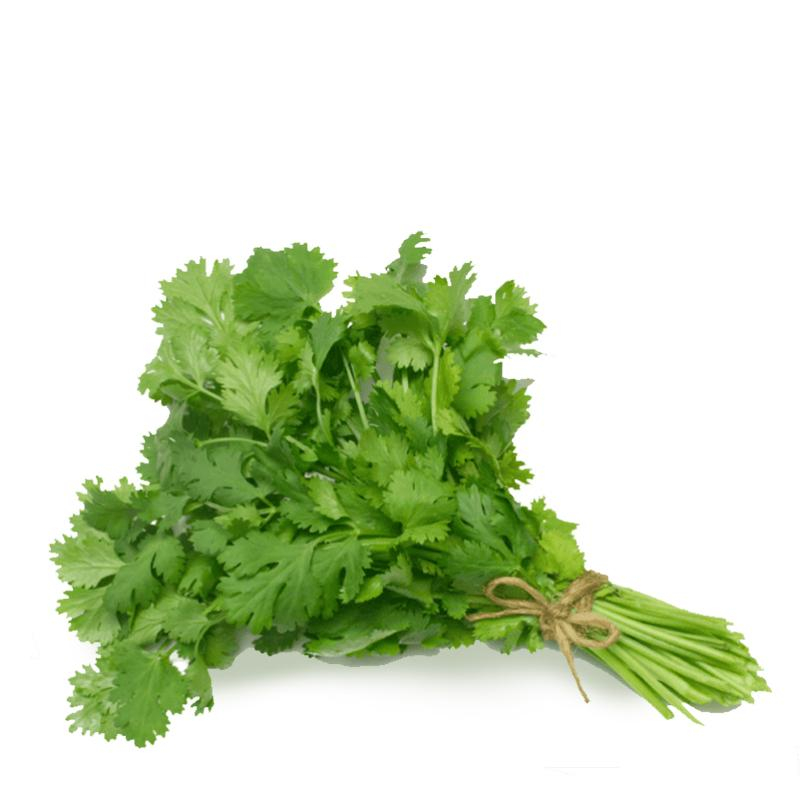 Fresh Coriander Leaves (Cilantro)