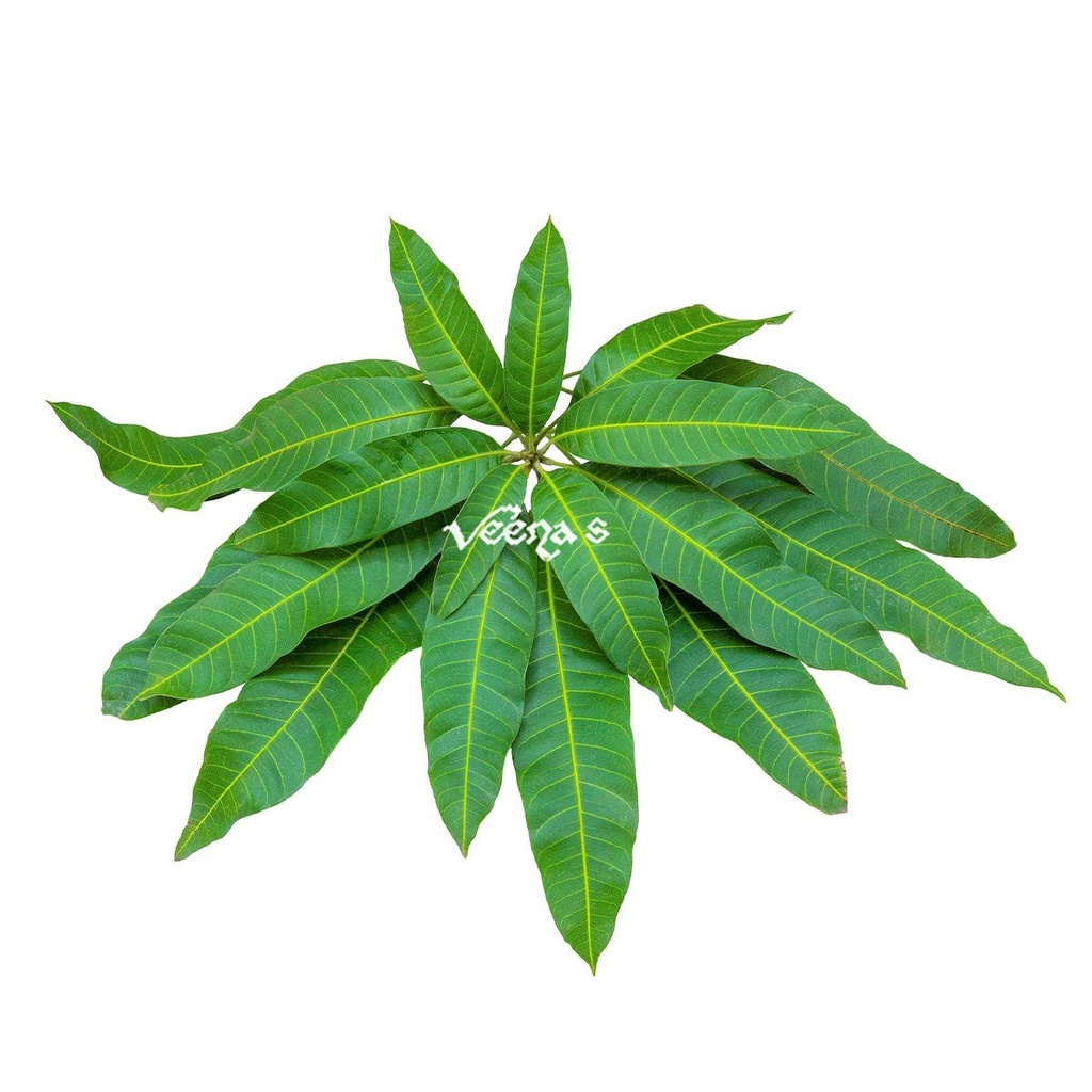 [FRES-3010] Fresh Mango Leaves from Sri Lanka