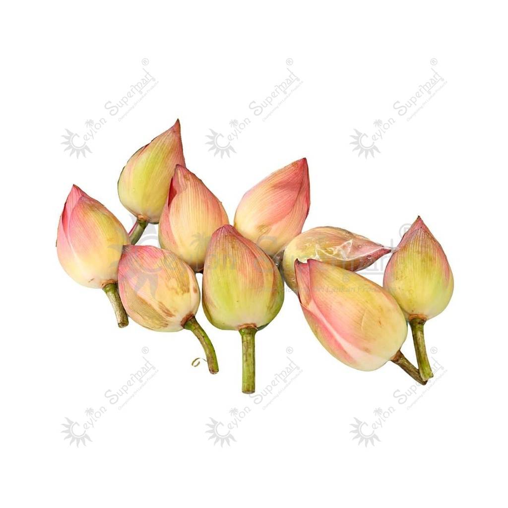 [FRES-3012] Fresh Lotus Flower from Sri Lanka