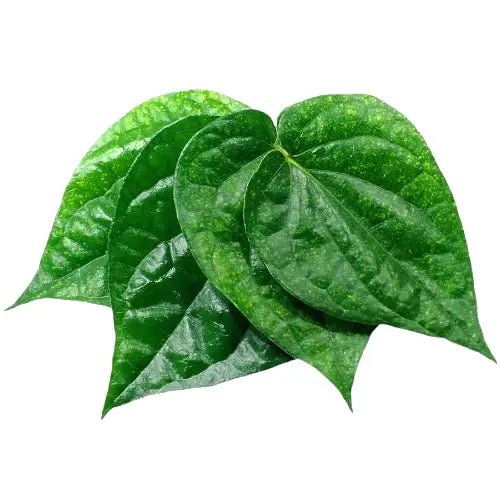 [FRES-3013] Fresh Betel Leaves (Paan) from Sri Lanka