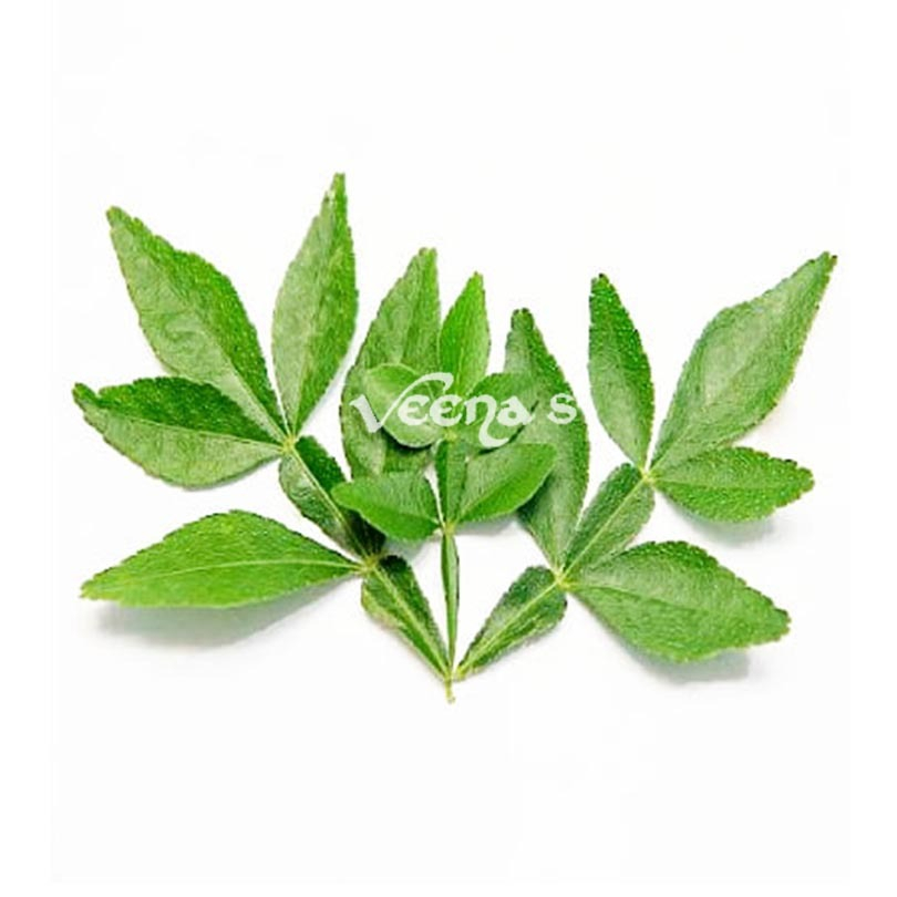 [FRES-3019] Fresh Bilva Leaves (Vilvam) from Sri Lanka